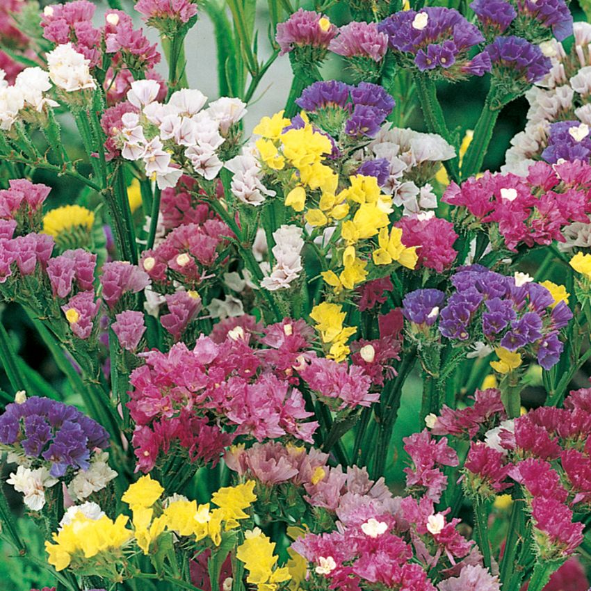Risp i gruppen Frø / Ettårige blomster hos Impecta Fröhandel (2370)