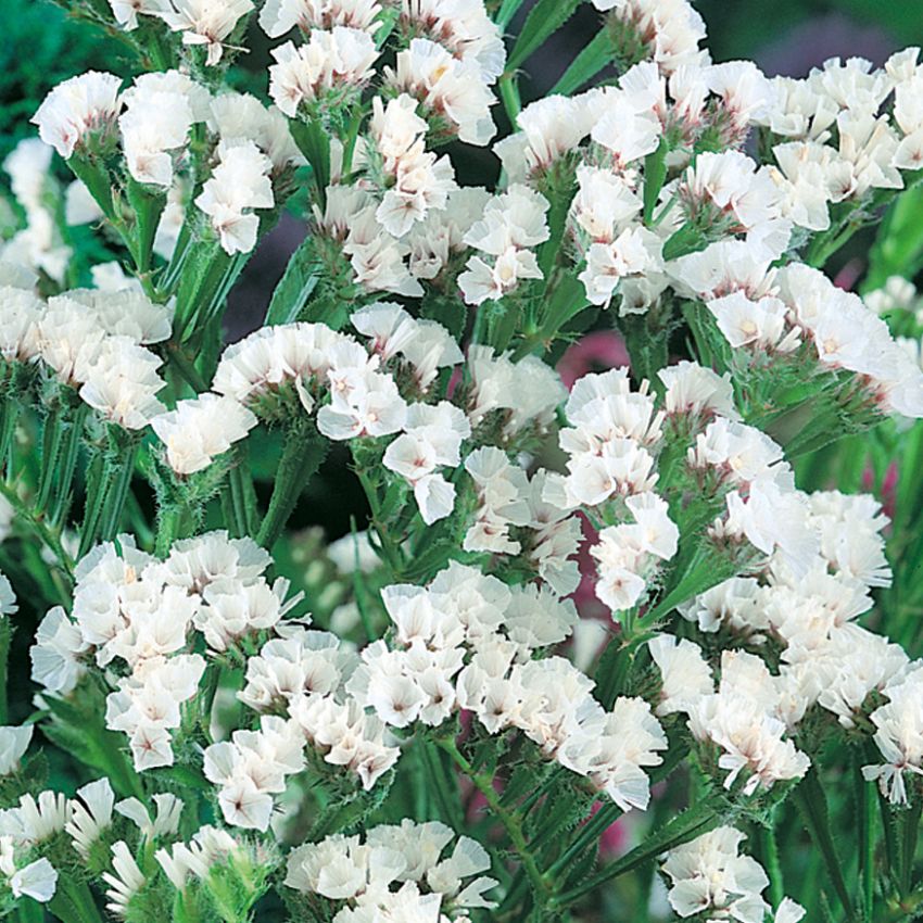 Risp 'Iceberg' i gruppen Frø / Ettårige blomster hos Impecta Fröhandel (2374)
