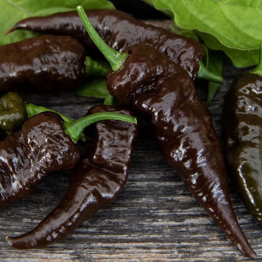 Habanero 'Naga Black', purpurbrune til nesten svarte, avlange, rynkete frukter på ca. 6 cm.