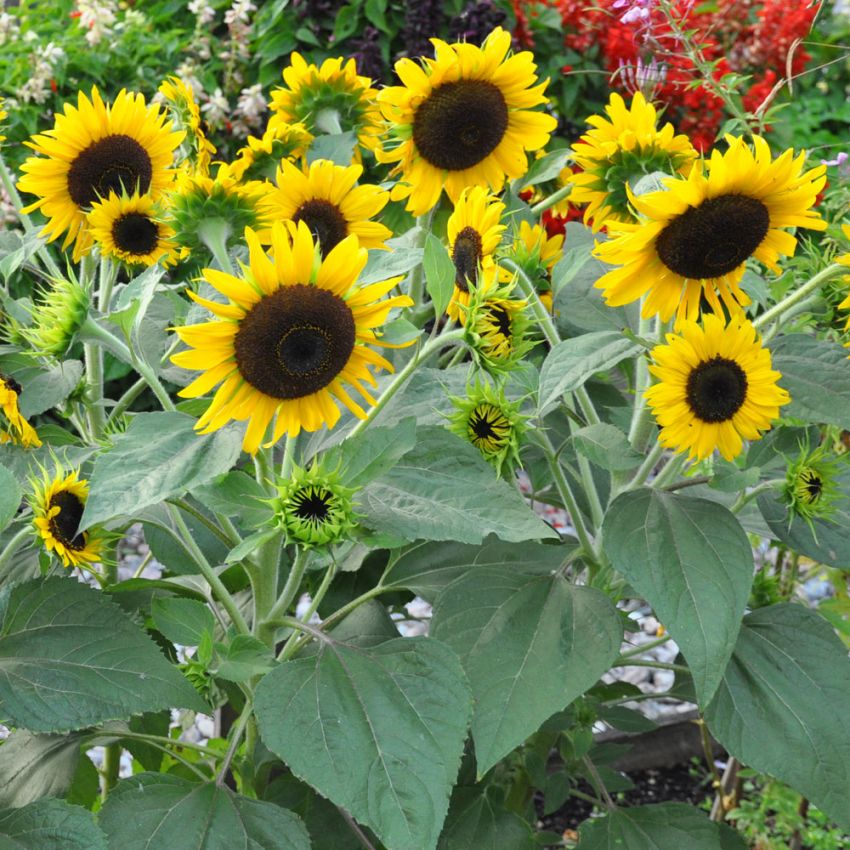 Liten solsikke 'Waooh!' i gruppen Frø / Ettårige blomster hos Impecta Fröhandel (24160)