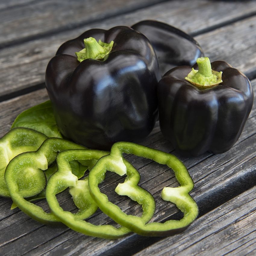 Paprika F1 'Mavras' i gruppen Frø / Grønnsaker hos Impecta Fröhandel (24165)
