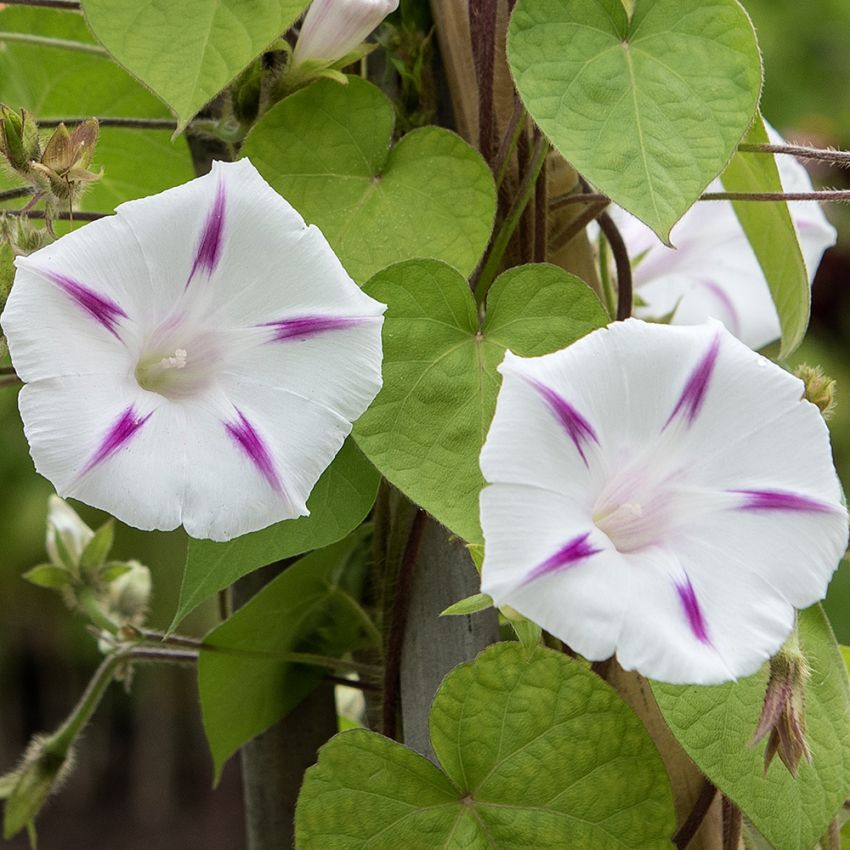 Purpurpraktvindel 'Seta', Store, hvite blomster med godt markert, magentarosa stjernetegning i fin kontrast.