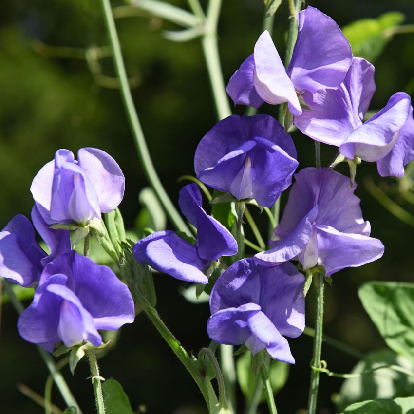 Blomsterert 'Old Spice Lady Grisel Hamilton' i gruppen Frø / Ettårige blomster hos Impecta Fröhandel (24741)