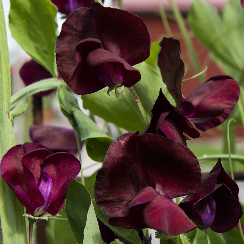 Blomsterert 'Spencer Beaujolais', Mørkt purpurrøde til dypt vinrøde, silkeblanke blomster. 