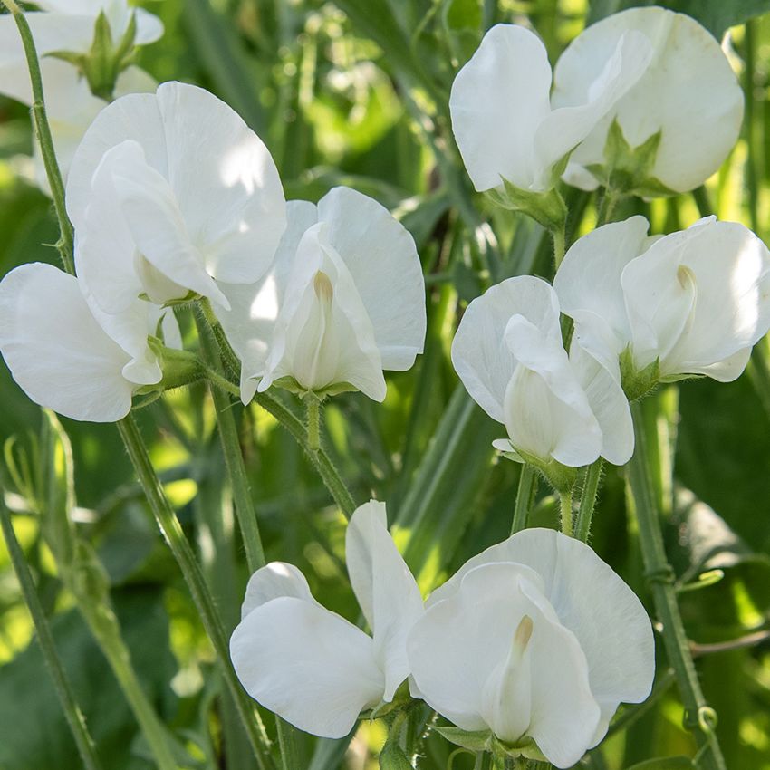 Blomsterert 'Royal White', Store blomster med lyst smørgule knopper som slår ut i det reneste hvitt.