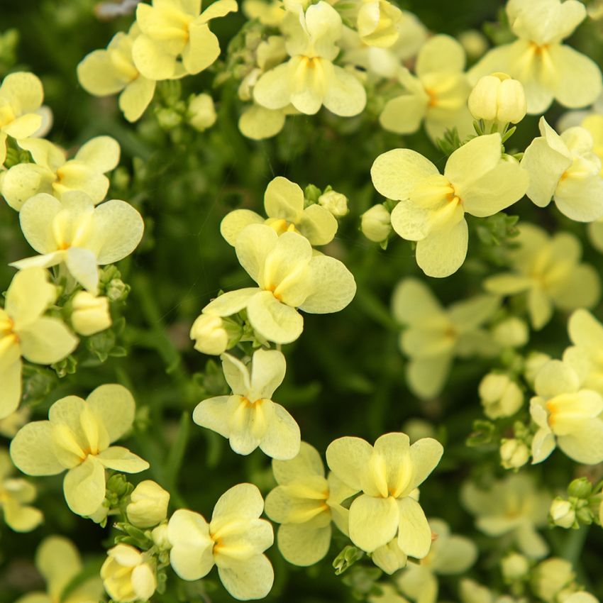 Sommertorskemunn 'Fantasista Yellow', Små, løvemunnliknende blomsteraks i lysende sitrongult.