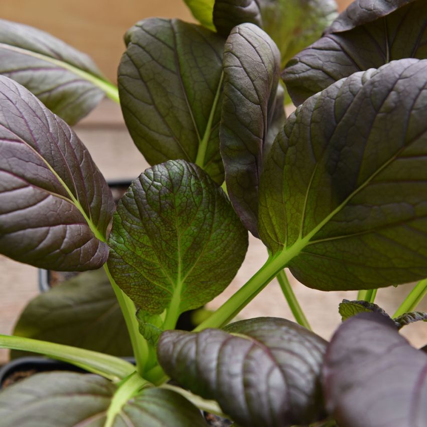 Pak Choi 'Arax' i gruppen Frø / Grønnsaker hos Impecta Fröhandel (25740)