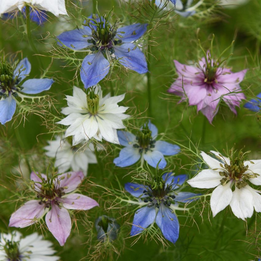 Damaskussvartfrø 'Persian Jewels' i gruppen Frø / Ettårige blomster hos Impecta Fröhandel (26136)