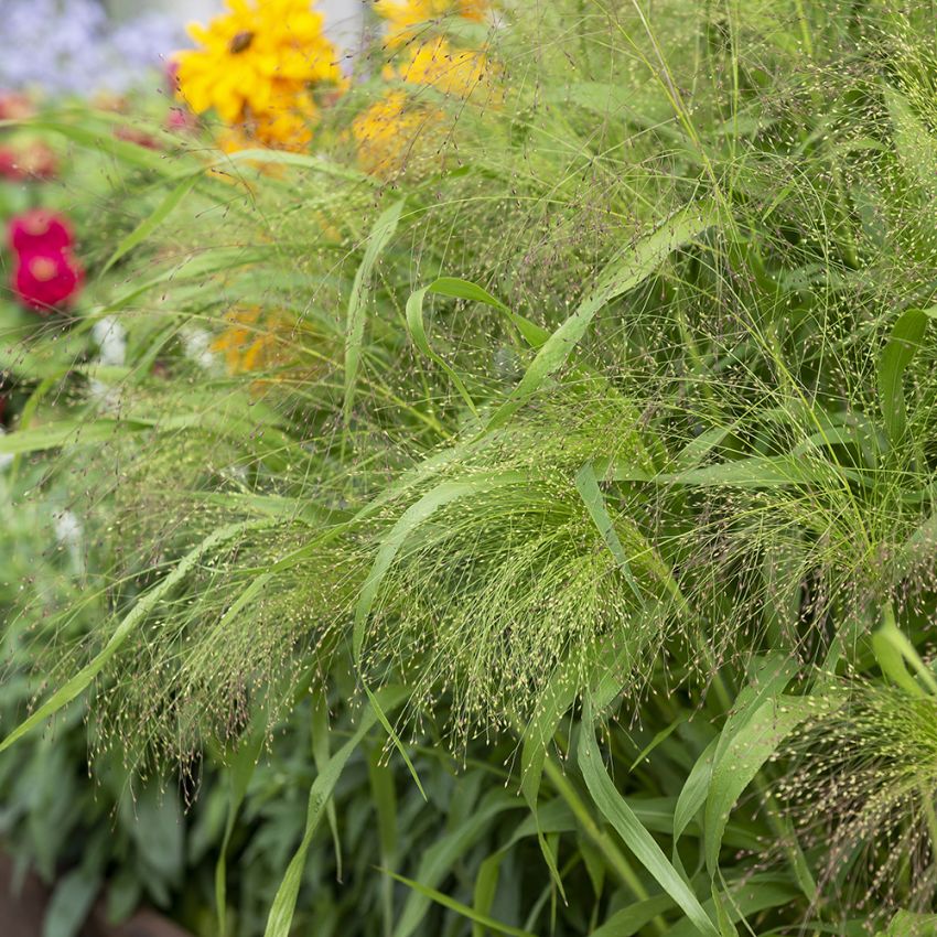 Staudehirse 'Fontaine' i gruppen Frø / Ettårige blomster hos Impecta Fröhandel (26185)