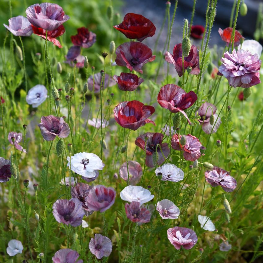 Kornvalmue 'Pandora' i gruppen Frø / Ettårige blomster hos Impecta Fröhandel (26252)