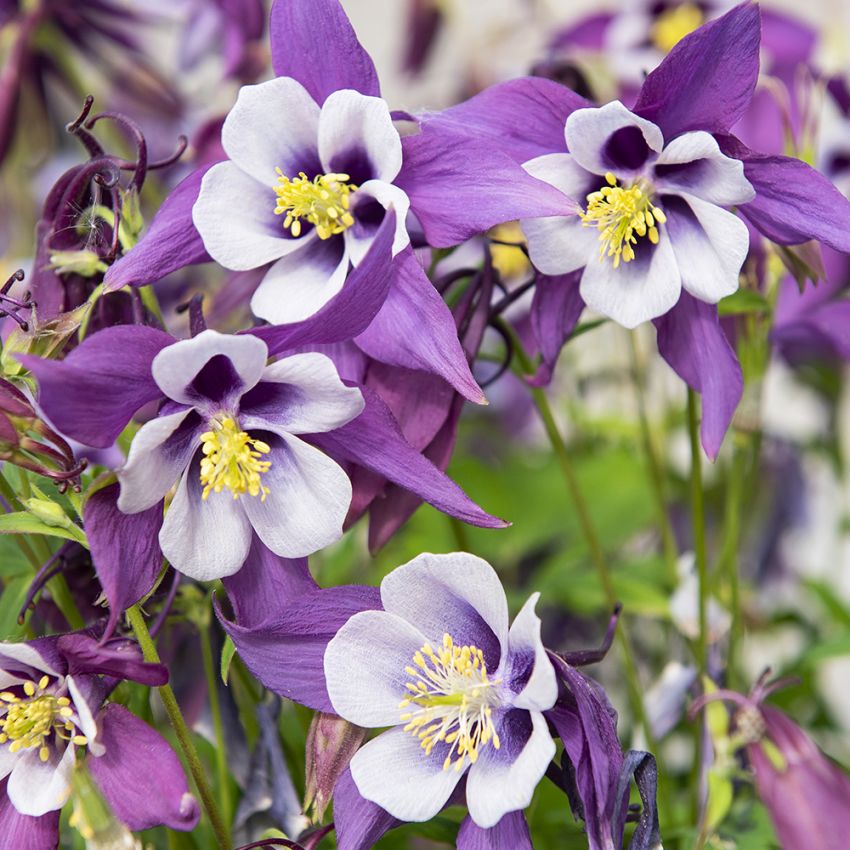 Akeleie F1 'Earlybird Purple White' i gruppen Frø / Stauder hos Impecta Fröhandel (26405)