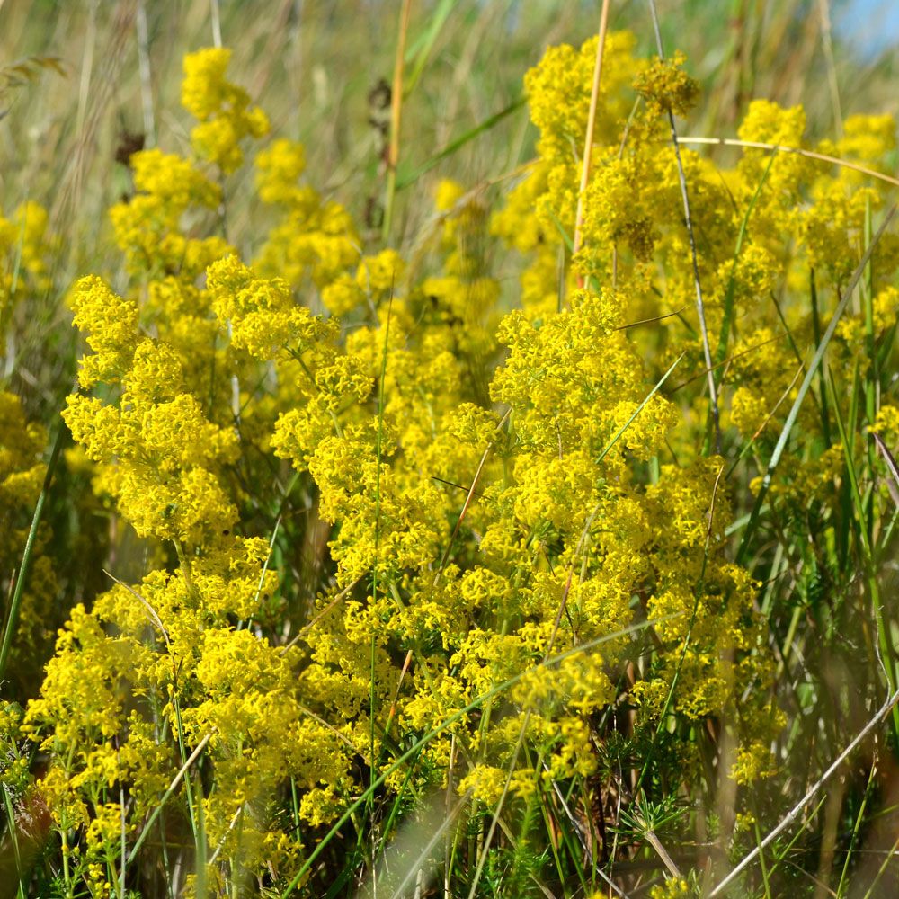 Gulmaure i gruppen Frø / Nordiske villblomster hos Impecta Fröhandel (2670)