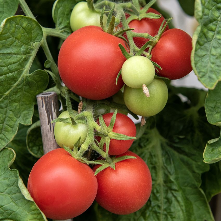 Tomat 'Maja', middels høy busktomat som gir en fin avling av runde, klarrøde frukter på ca. 80 gram.