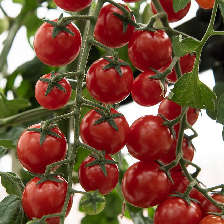 Cherrytomat F1 'Charmant', Stødige planter som gir rikelig med runde, vakkert røde cherrytomater på ca. 15 gram.