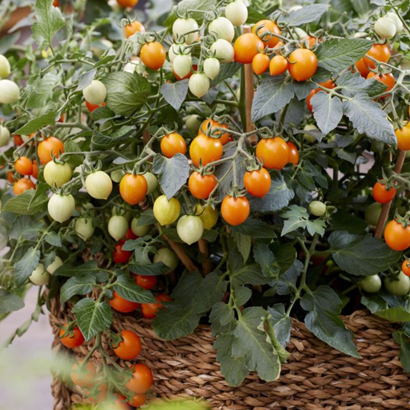 Cherrytomat F1 'Tiny Temptations Orange', busktomat som gir mange små, runde, lett dråpeformede frukter i lysende oransje på ca. 8 gram.