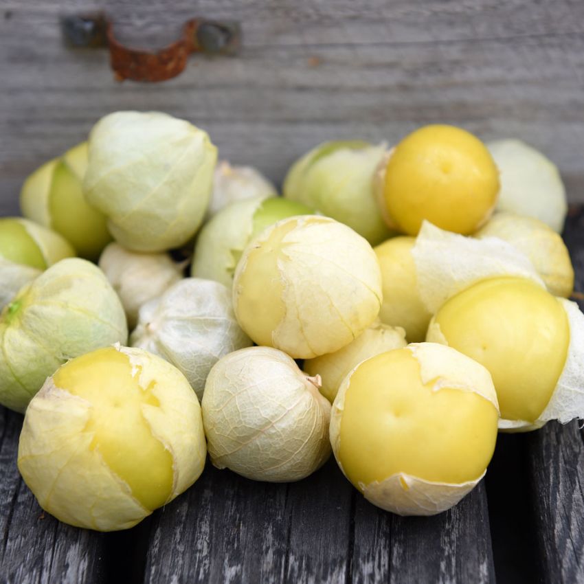 Tomatillo 'Amarylla' i gruppen Frø / Grønnsaker hos Impecta Fröhandel (27151)
