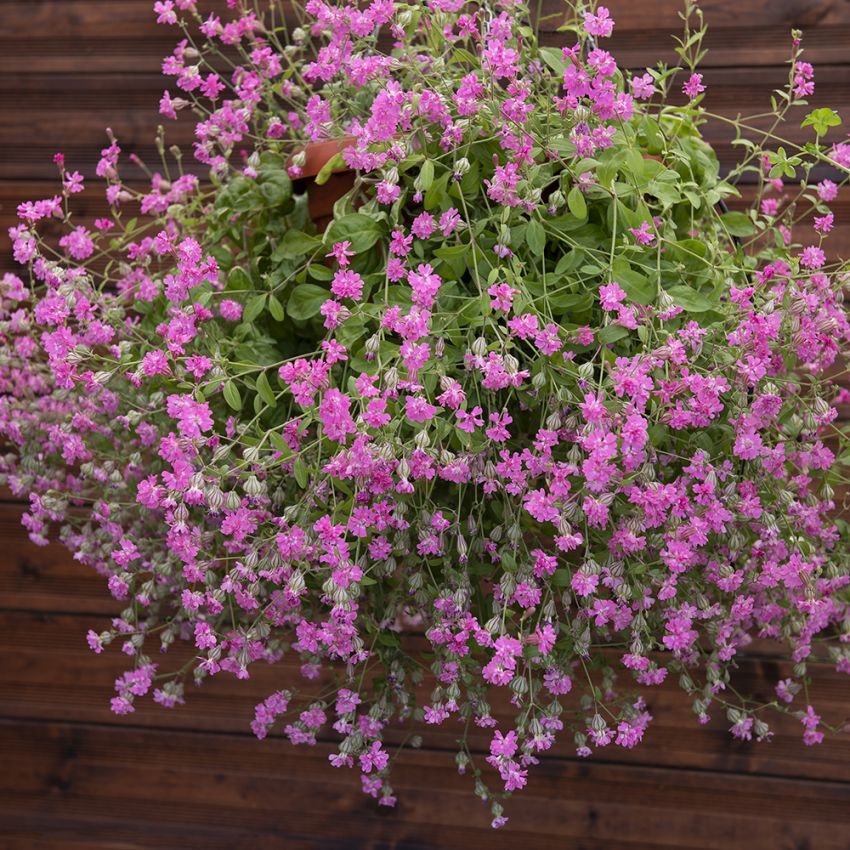 Hengesmelle 'Sibella Carmine' i gruppen Frø / Ettårige blomster hos Impecta Fröhandel (27310)