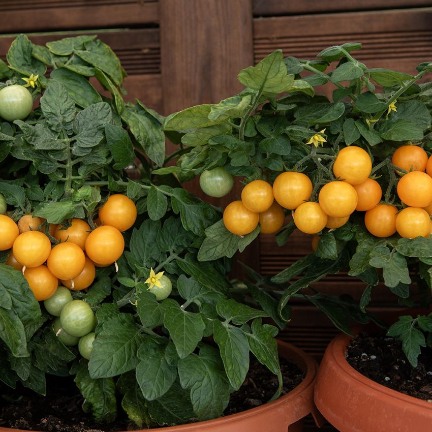 Cherrytomat 'Aztek', Liten og kompakt pottetomat med små, runde, solgule frukter på ca. 10 gram. 