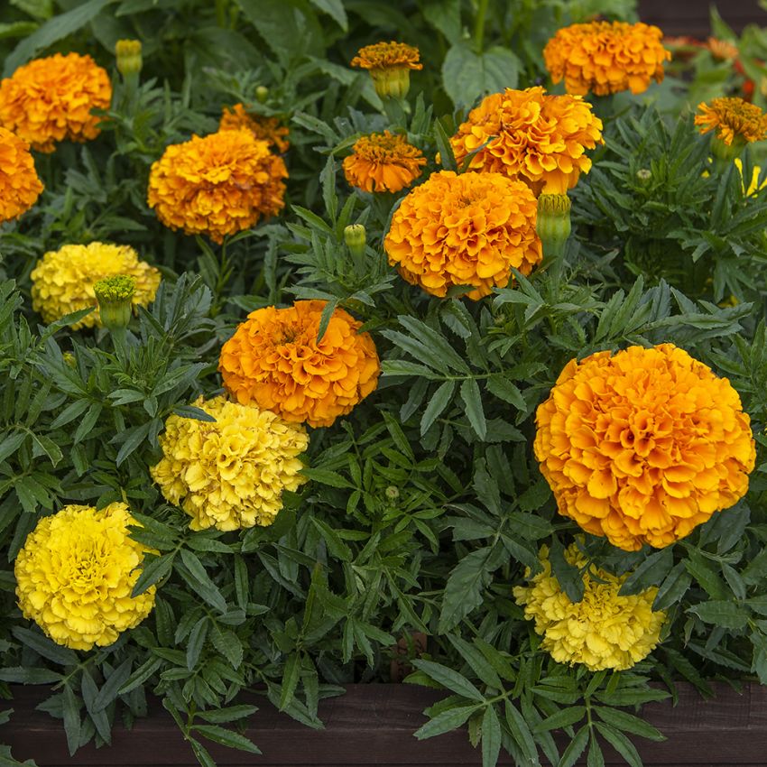 Stor fløyelsblomst F1 ''Discovery''