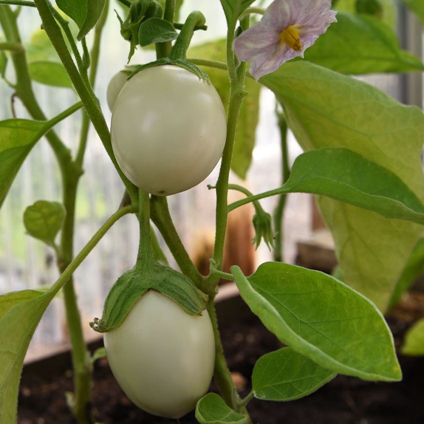 Aubergine 'Blanche Ronde Á Oeuf' i gruppen Frø / Grønnsaker hos Impecta Fröhandel (27930)