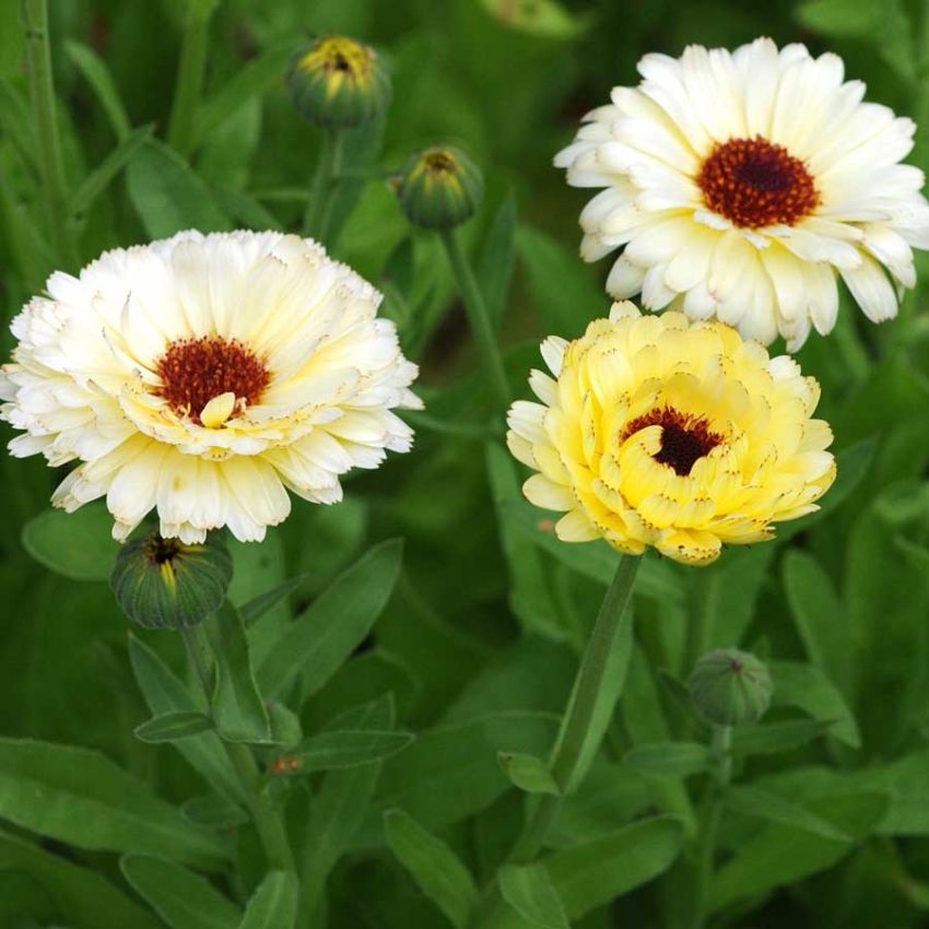 Ringblomst 'Snow Princess' i gruppen Frø / Ettårige blomster hos Impecta Fröhandel (28015)
