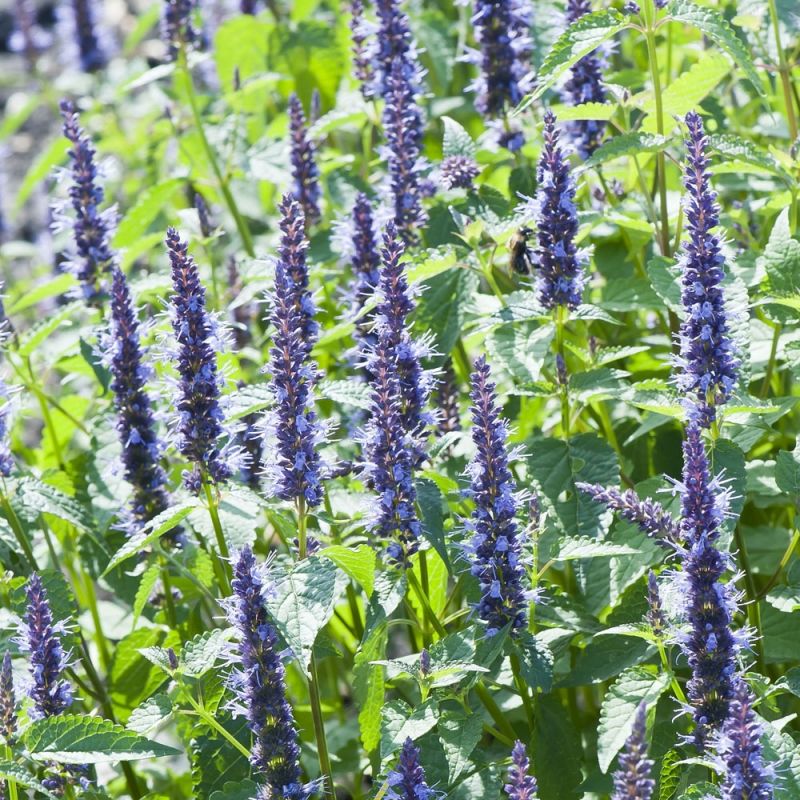Anisisop 'Astello Indigo' i gruppen Frø / Ettårige blomster hos Impecta Fröhandel (28017)