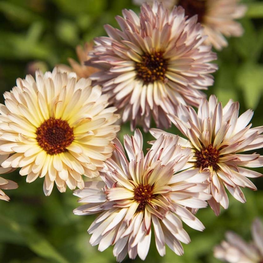 Ringblomst 'Pygmy Buff' i gruppen Frø / Ettårige blomster hos Impecta Fröhandel (28023)