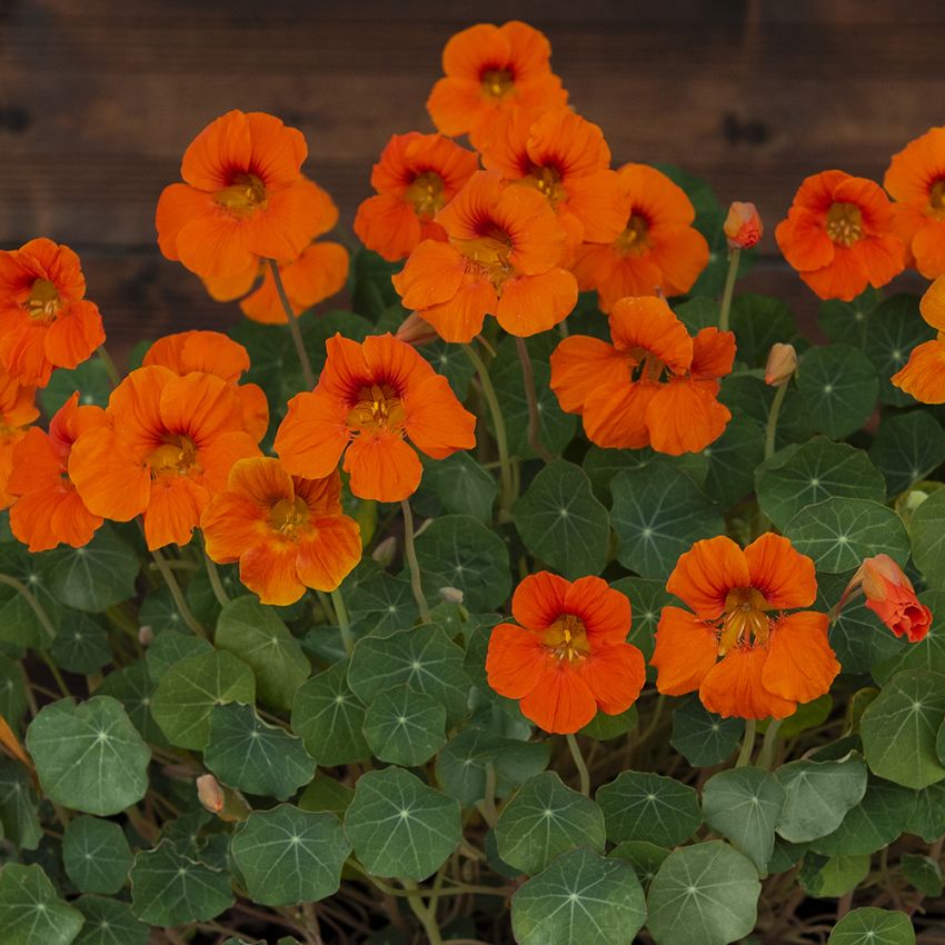 Blomkarse 'Baby Orange' i gruppen Frø / Ettårige blomster hos Impecta Fröhandel (28024)