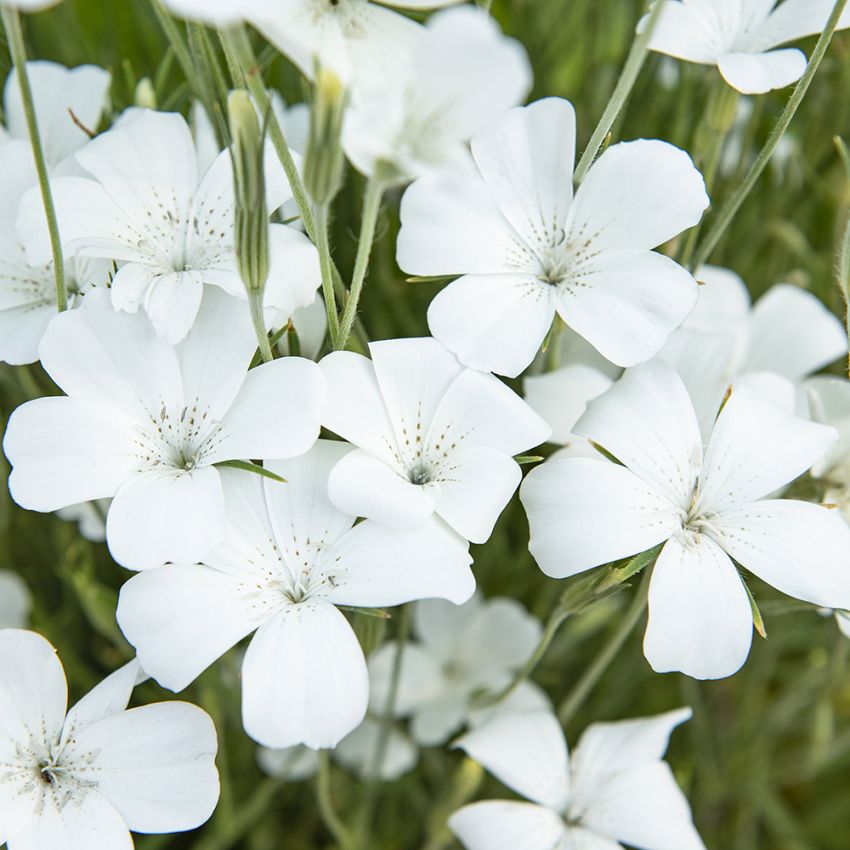 Klinte 'Bianca' i gruppen Frø / Ettårige blomster hos Impecta Fröhandel (28031)