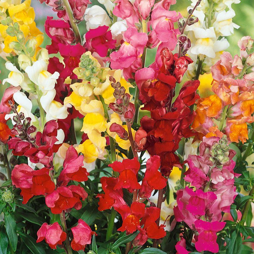 Prydløvemunn i gruppen Frø / Ettårige blomster hos Impecta Fröhandel (28090)