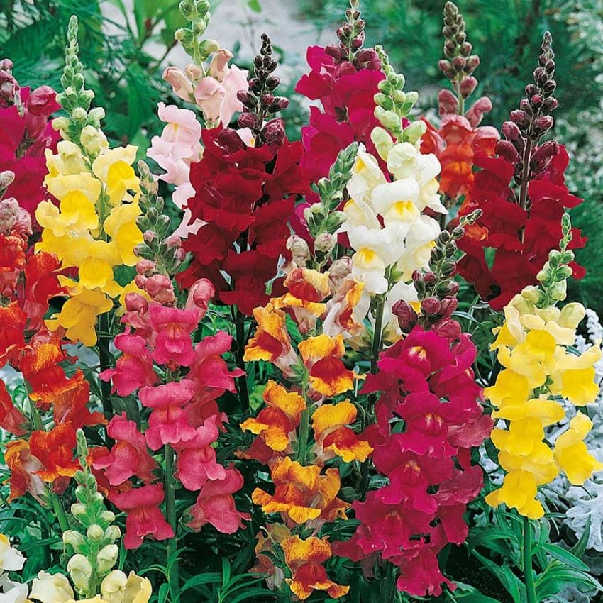 Prydløvemunn 'Rainbow' i gruppen Frø / Ettårige blomster hos Impecta Fröhandel (28095)