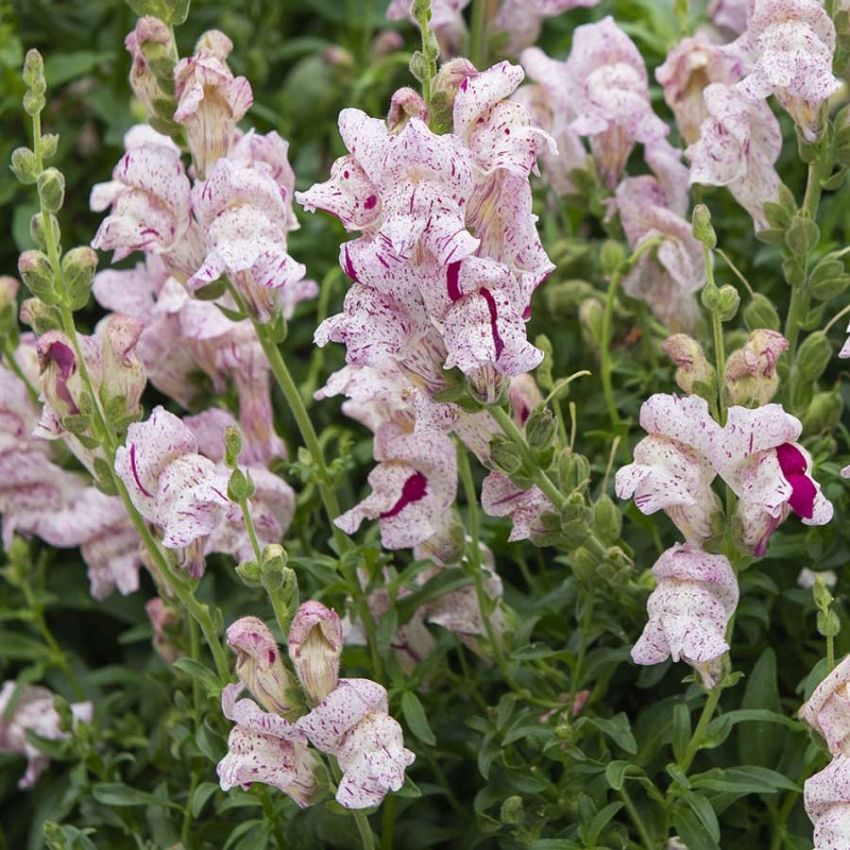 Prydløvemunn F1 'Purple Twist' i gruppen Frø / Ettårige blomster hos Impecta Fröhandel (28106)