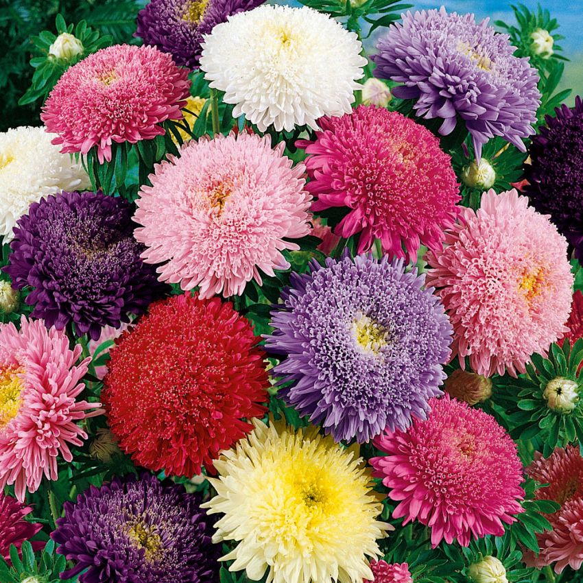 Sommerasters 'Giant Princess' i gruppen Frø / Ettårige blomster hos Impecta Fröhandel (28115)