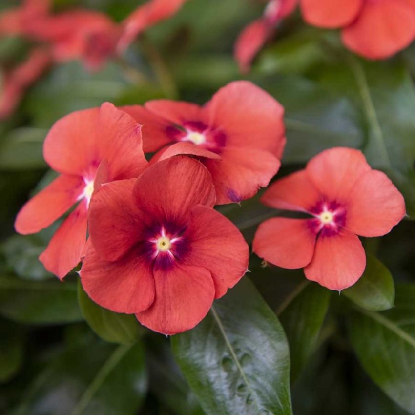 Rosegravmyrt 'Tattoo Tangerine' i gruppen Frø / Ettårige blomster hos Impecta Fröhandel (28153)