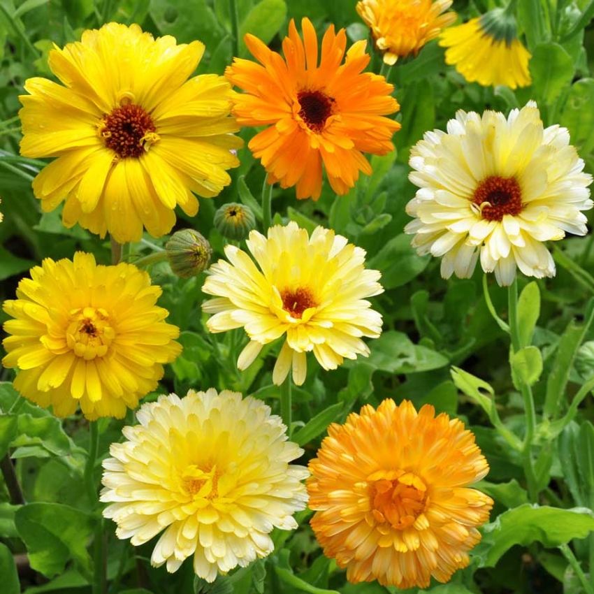 Ringblomst 'Pacific Beauty' i gruppen Frø / Ettårige blomster hos Impecta Fröhandel (28190)