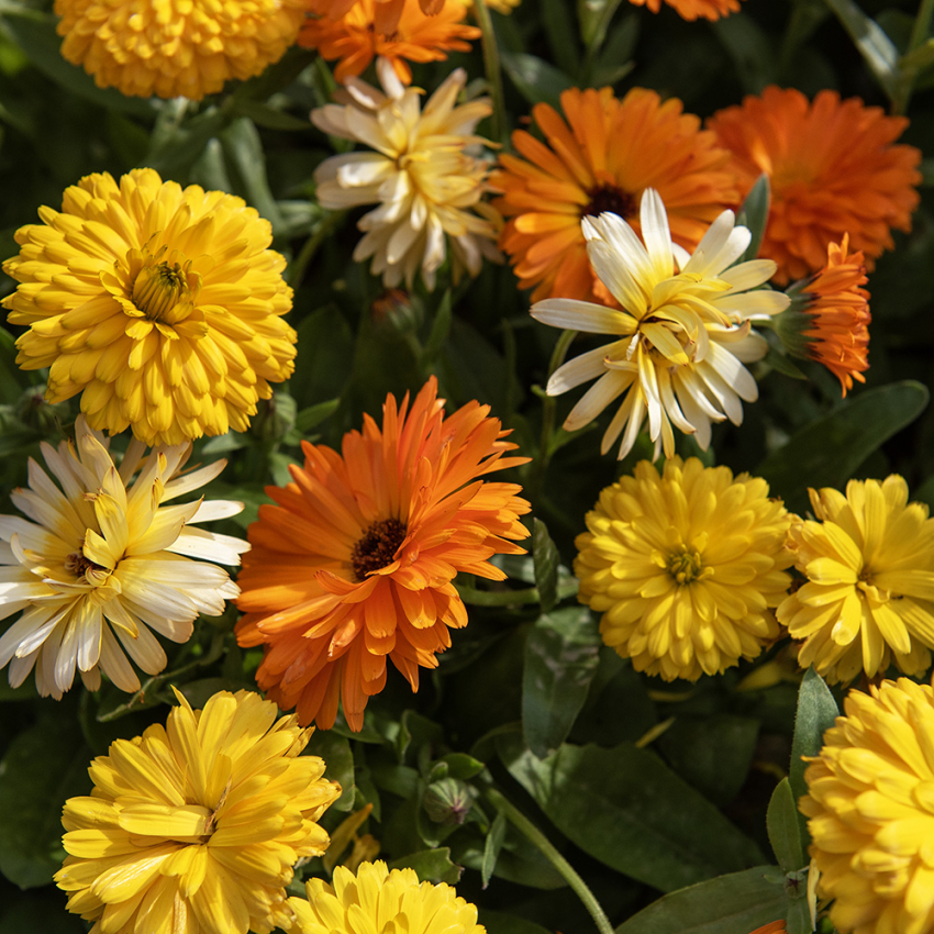 Ringblomst 'Fiesta Gitana' i gruppen Frø / Ettårige blomster hos Impecta Fröhandel (28194)