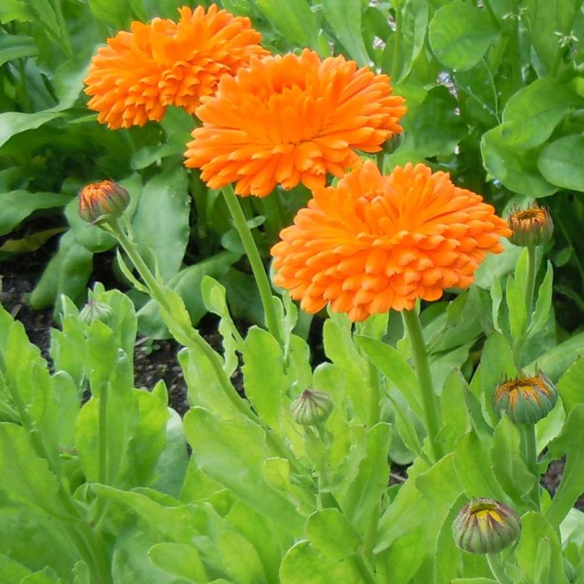 Ringblomst 'Orange King' i gruppen Frø / Ettårige blomster hos Impecta Fröhandel (28200)