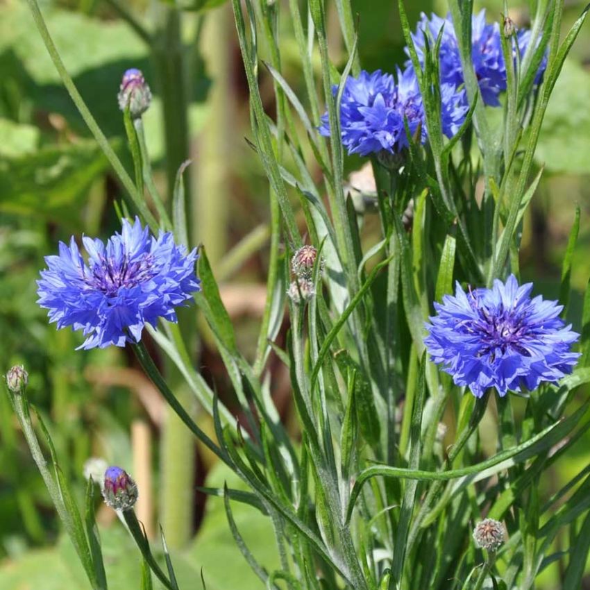 Kornblom 'Blue Boy' i gruppen Frø / Ettårige blomster hos Impecta Fröhandel (28220)