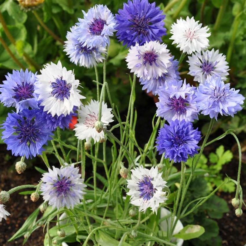 Kornblom 'Classic Fantastic' i gruppen Frø / Ettårige blomster hos Impecta Fröhandel (28223)