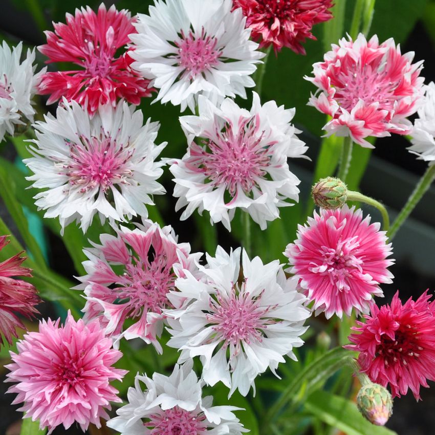 Kornblom 'Classic Romantic' i gruppen Frø / Ettårige blomster hos Impecta Fröhandel (28225)