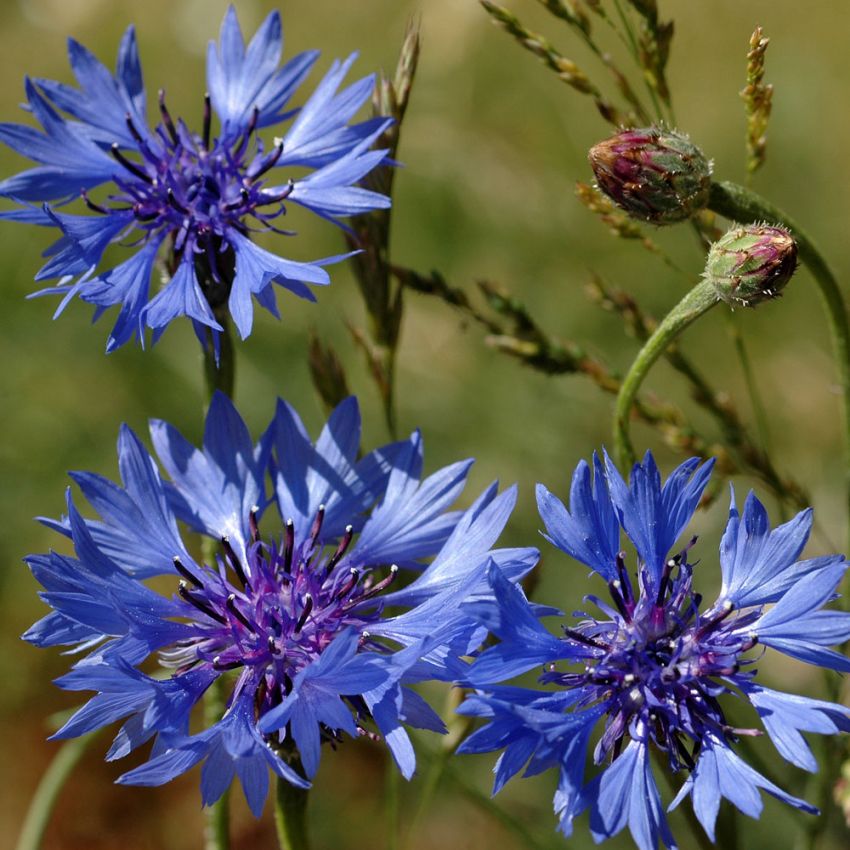 Gammeldags kornblom i gruppen Frø / Ettårige blomster hos Impecta Fröhandel (28236)