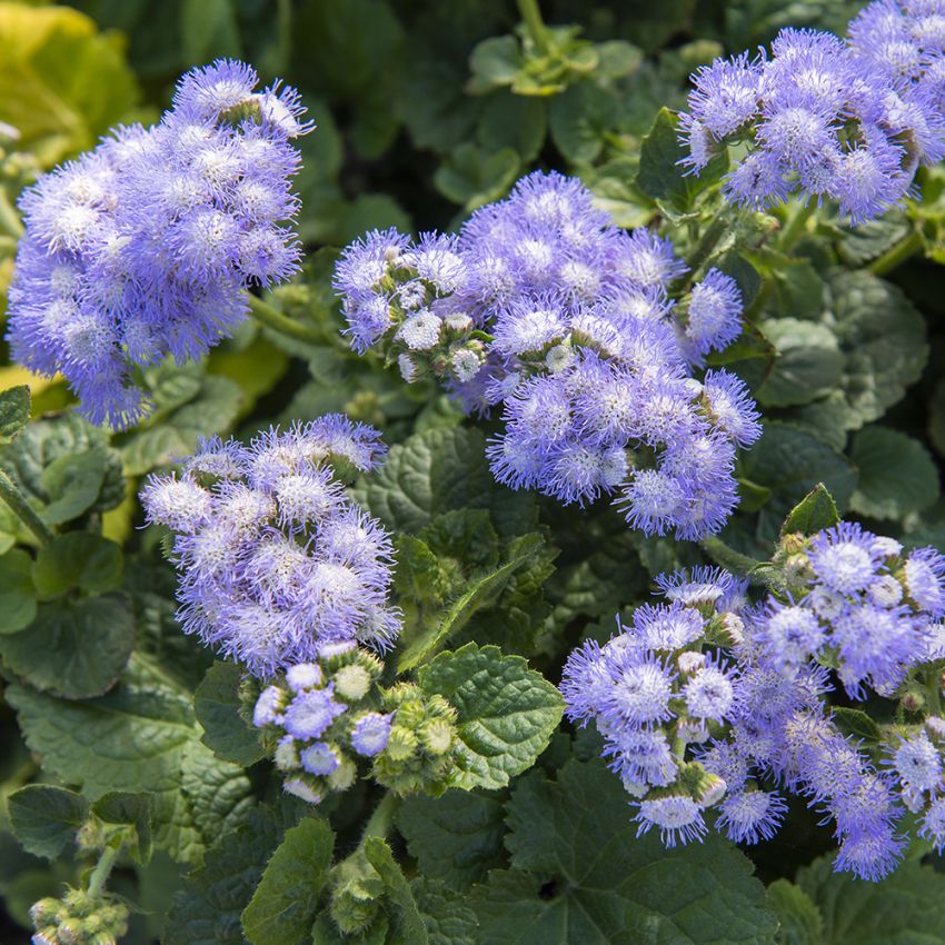 Blåkurv 'Leda' i gruppen Frø / Ettårige blomster hos Impecta Fröhandel (28240)