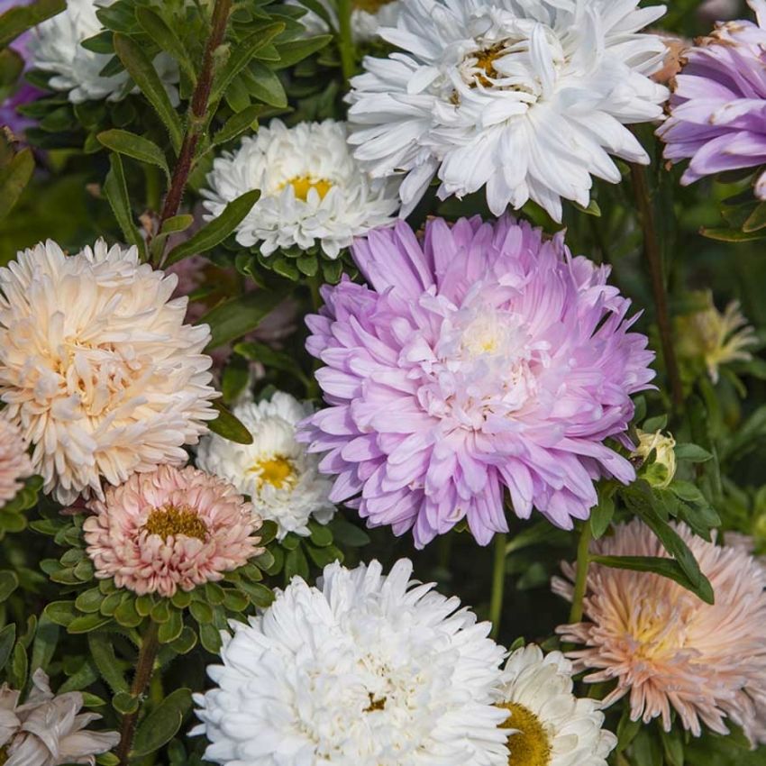 Sommerasters 'The Roses' i gruppen Frø / Ettårige blomster hos Impecta Fröhandel (28302)