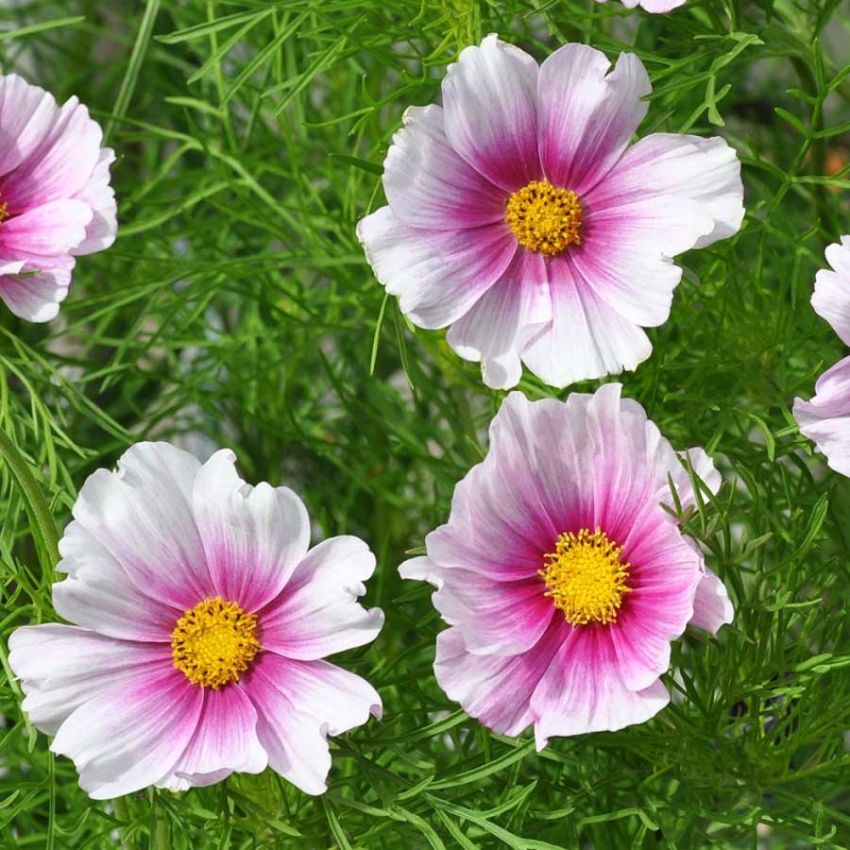 Pyntekurv 'Sweet Dreams' i gruppen Frø / Ettårige blomster hos Impecta Fröhandel (28308)