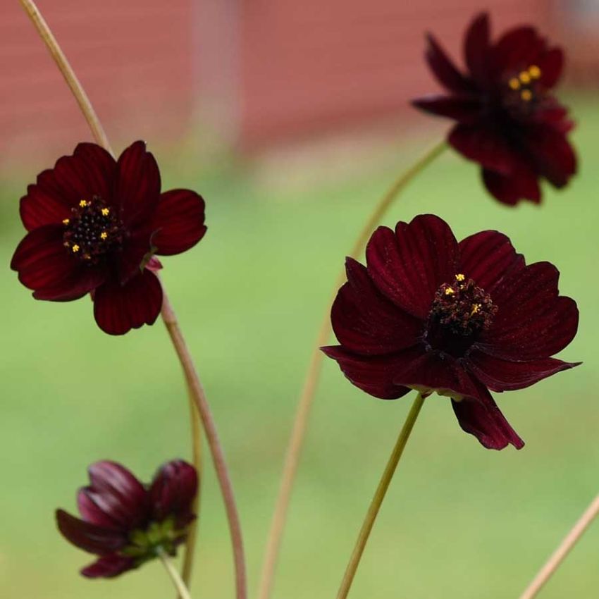 Sjokoladekosmos 'Black Magic' i gruppen Frø / Ettårige blomster hos Impecta Fröhandel (28309)