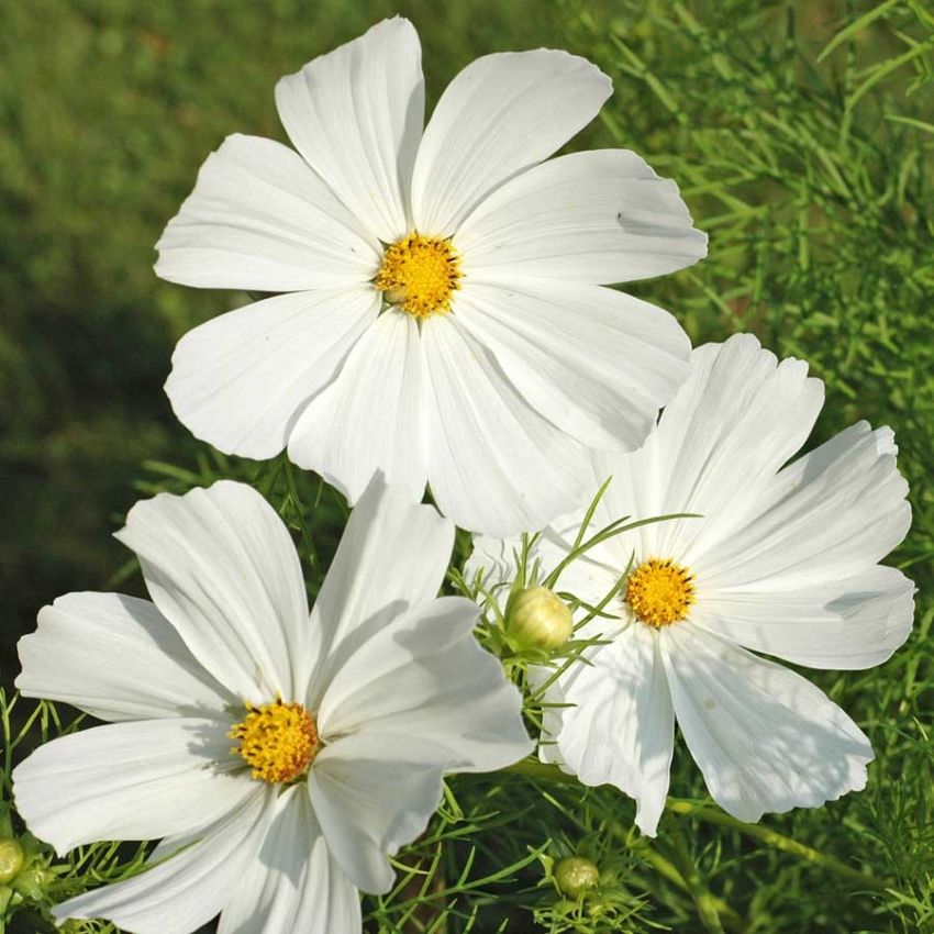 Pyntekorg ''Vega White'', Blomstrer svært rikt med luftig bladverk som likner dill.