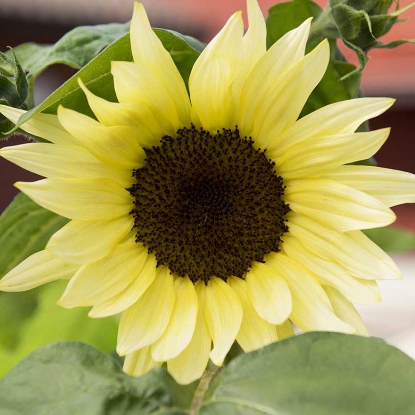 Liten solsikke F1 'Buttercream' i gruppen Frø / Ettårige blomster hos Impecta Fröhandel (28314)