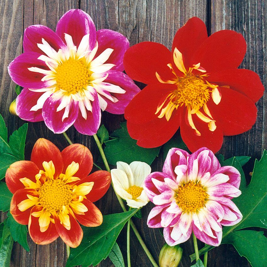 Georgineblanding 'Collarette Dandy' i gruppen Frø / Ettårige blomster hos Impecta Fröhandel (28326)