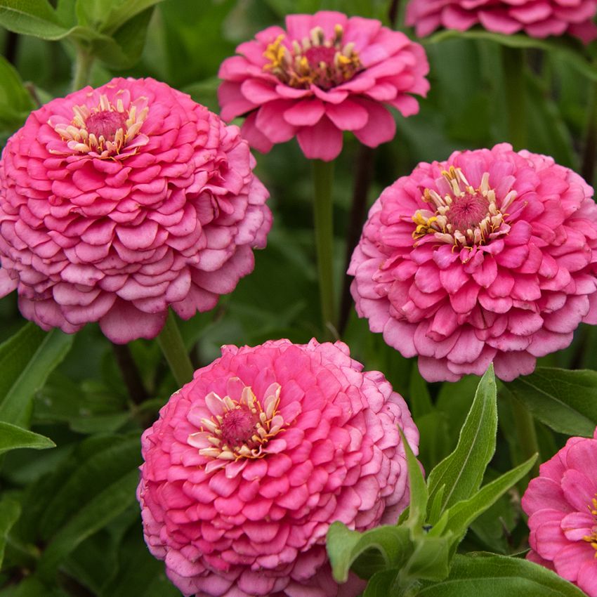 Sinnia 'Oklahoma Pink', Halv- til heldoble blomster i dypt ceriserosa med lysere kronbladkanter på stødige stilker.