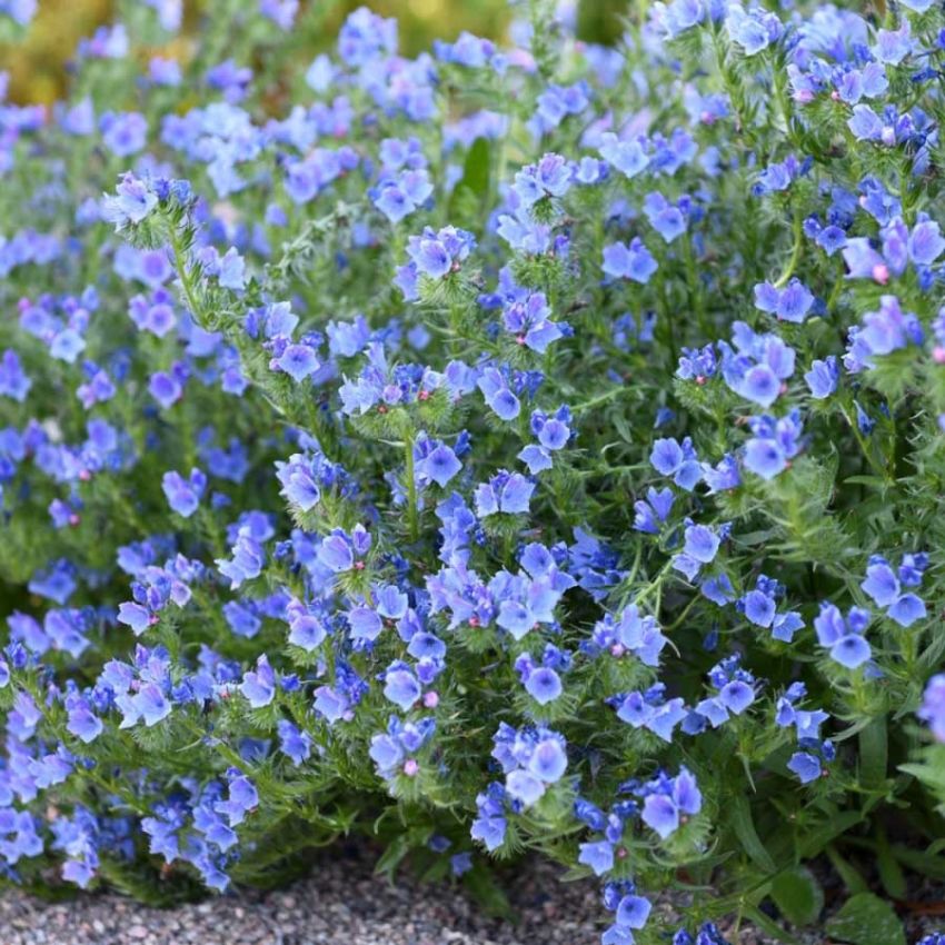 Hageormehode 'Blue Bedder' i gruppen Frø / Ettårige blomster hos Impecta Fröhandel (28353)
